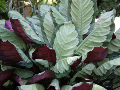 Calathea picturata cv. Argentea