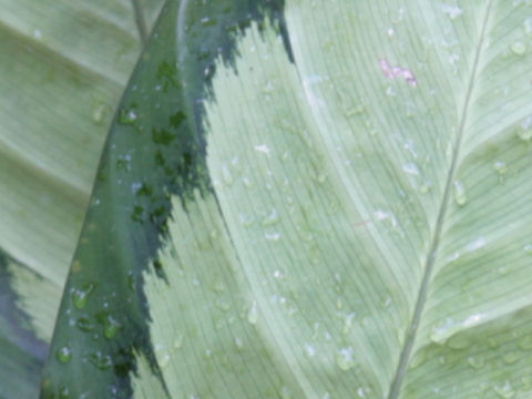 Calathea picturata cv. Argentea