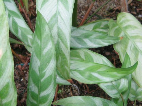 Calathea bachemiana