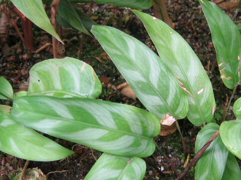 Calathea bachemiana