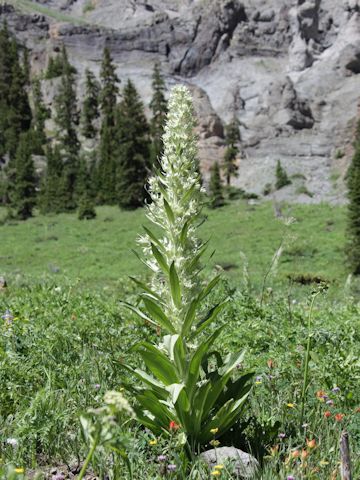 Veratrum californicum