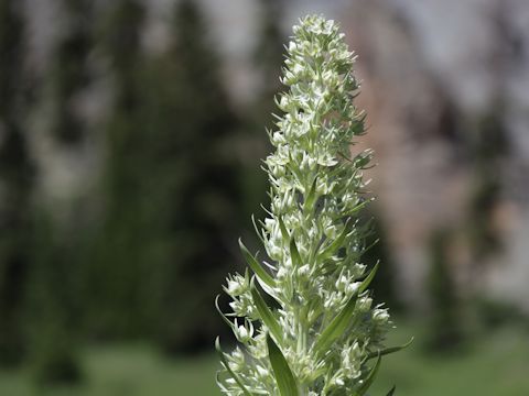 Veratrum californicum