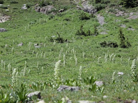 Veratrum californicum