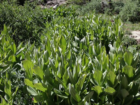 Veratrum californicum