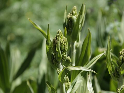 Veratrum californicum