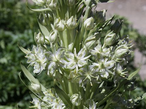 Veratrum californicum