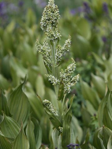 Veratrum californicum