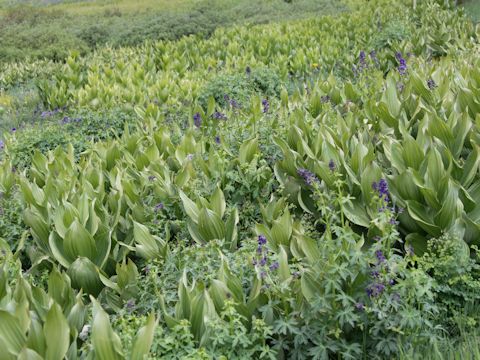 Veratrum californicum