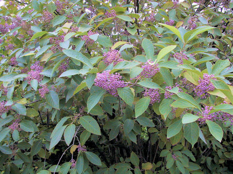 Callicarpa bodinieri