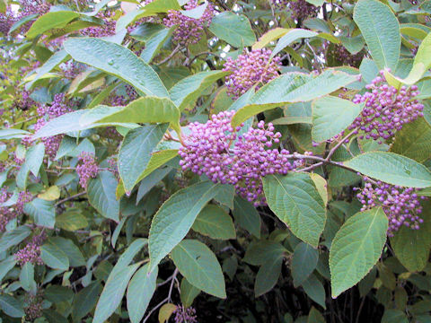 Callicarpa bodinieri