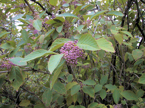 Callicarpa bodinieri