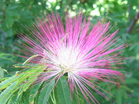 Calliandra brevipes