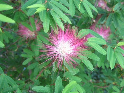 Calliandra brevipes