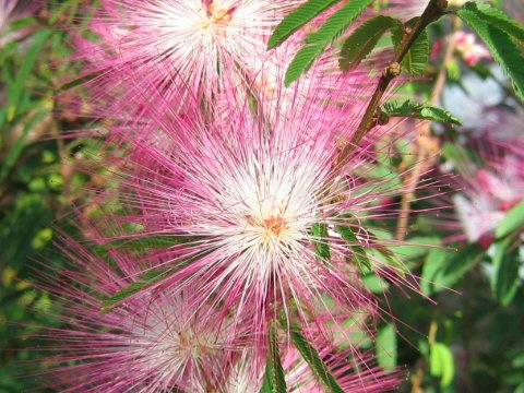 Calliandra brevipes