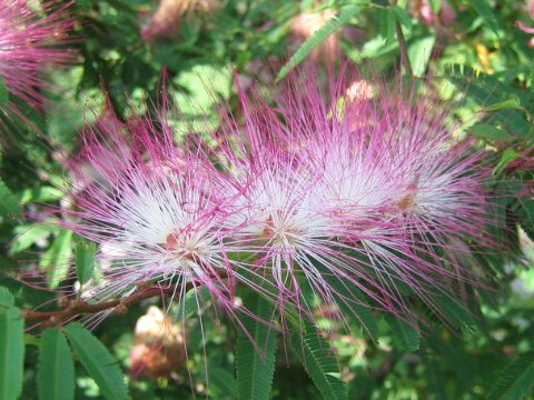 Calliandra brevipes