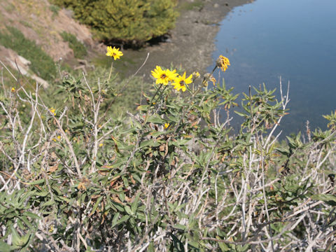 Encelia californica