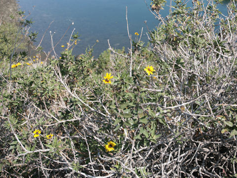 Encelia californica