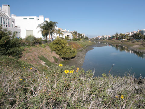 Encelia californica