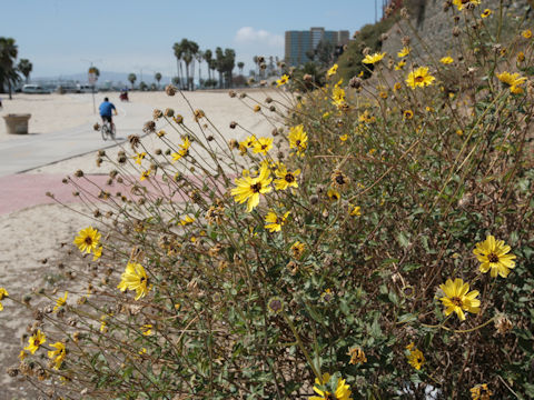 Encelia californica