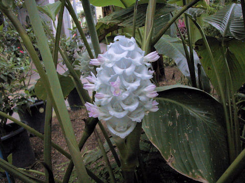 Calathea burle-marxii cv. Ice Blue