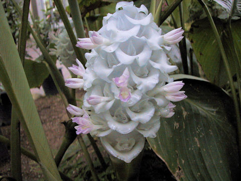 Calathea burle-marxii cv. Ice Blue