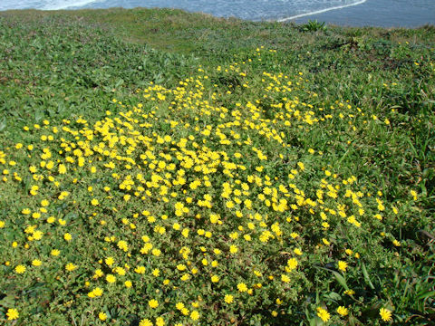 Ranunculus californicus