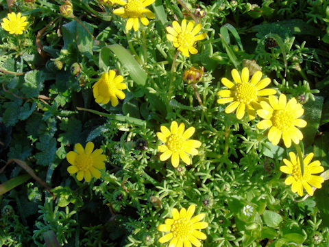 Ranunculus californicus