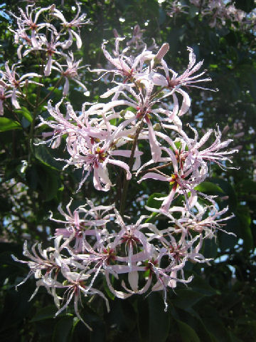 Calodendrum capense