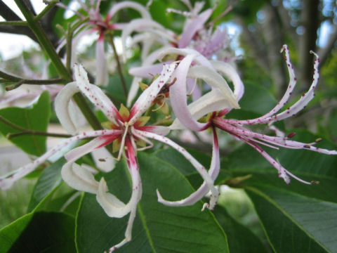 Calodendrum capense