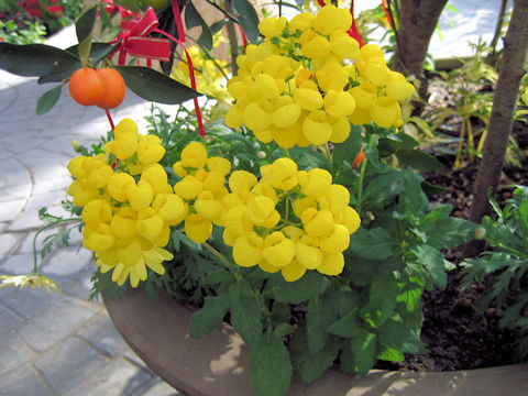 Calceolaria x herbeohybrida