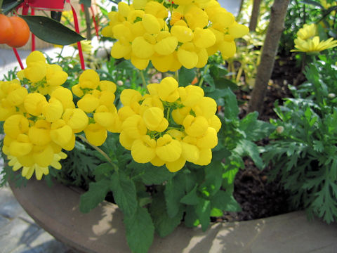 Calceolaria x herbeohybrida