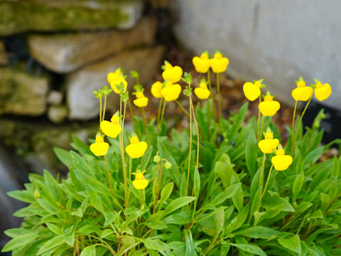 Calceolaria x herbeohybrida