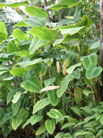 Calathea crotalifera