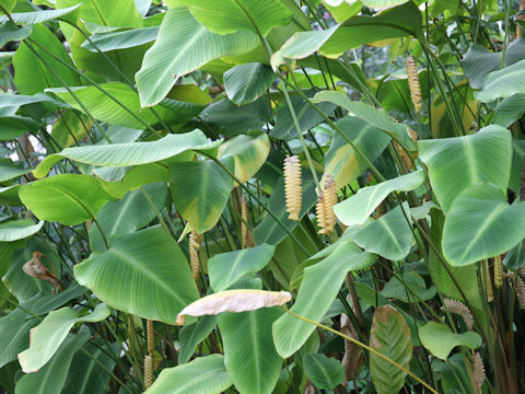 Calathea crotalifera