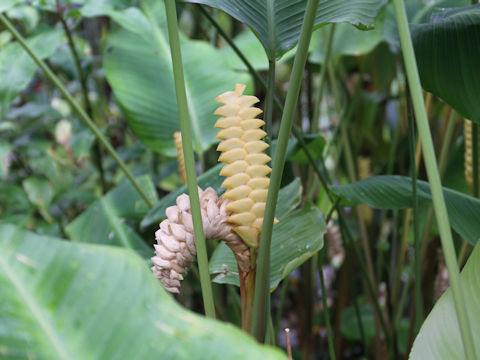 Calathea crotalifera