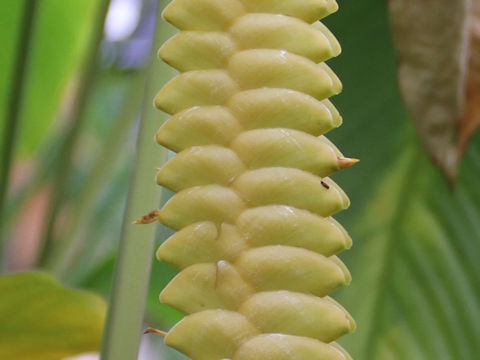 Calathea crotalifera