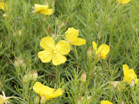 Calylophus drummondianus cv. Compact Gold