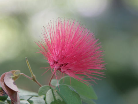 Calliandra emarginata