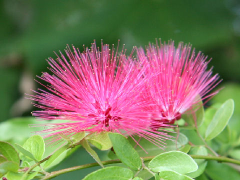 Calliandra emarginata