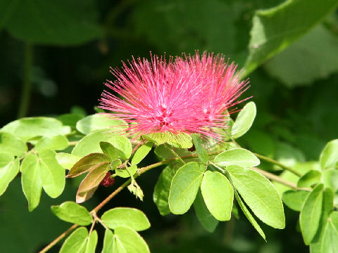 Calliandra emarginata