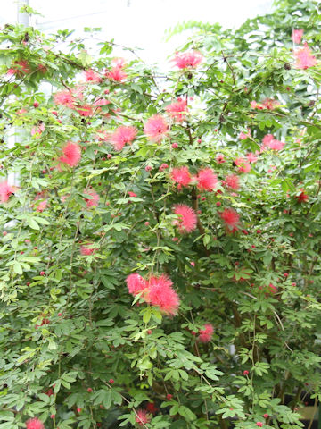 Calliandra emarginata