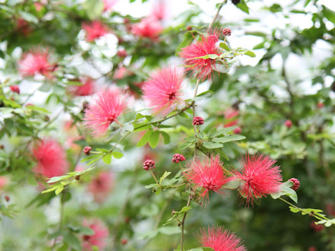 Calliandra emarginata