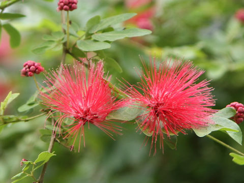 Calliandra emarginata