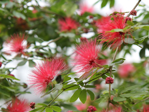 Calliandra emarginata