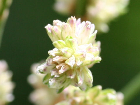 Callisia fragrans cv. Variegata