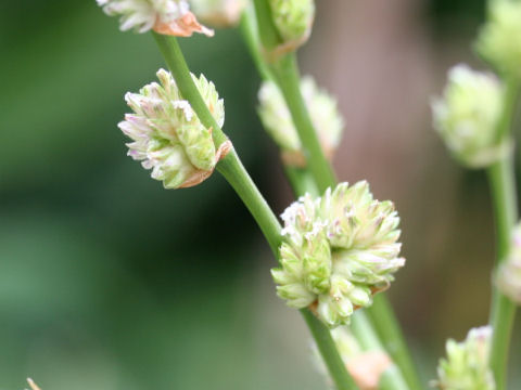 Callisia fragrans cv. Variegata