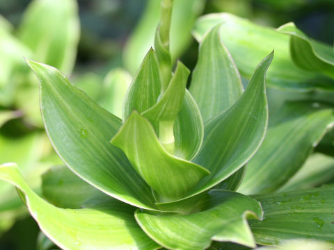 Callisia fragrans cv. Variegata