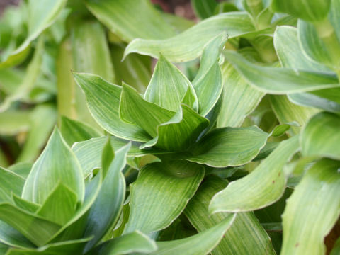 Callisia fragrans cv. Variegata