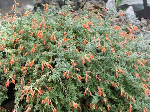 Epilobium canum