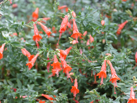 カリフォルニアフクシア Epilobium Canum